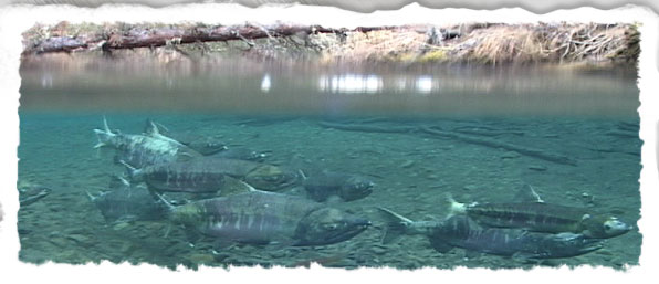 Underwater Photo of Chum